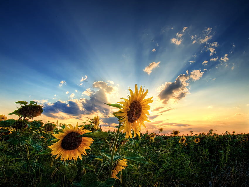 Nature graphy : Sunflowers landscape unframed poster, Beautiful Sunflower HD wallpaper