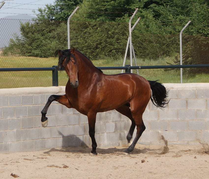 Bay Andalusian, ม้า Andalusian, ม้า, ม้าสเปน, สัตว์, ม้าไอบีเรียน วอลล์เปเปอร์ HD