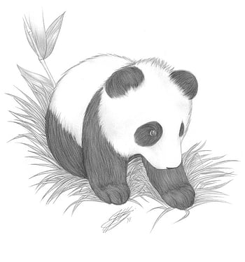 cute panda drawing tutorial｜TikTok Search-saigonsouth.com.vn