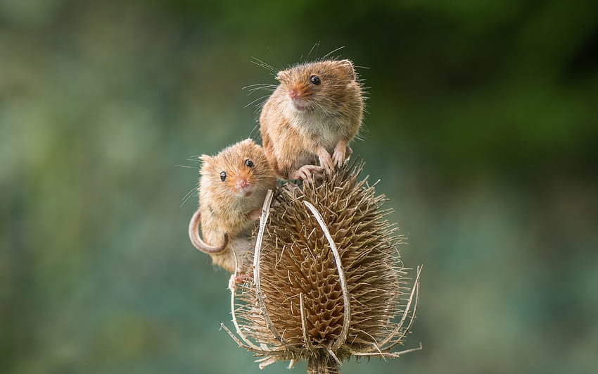 Mice, animal, mouse, couple, soricel, cute, rodent, harvest mouse HD wallpaper
