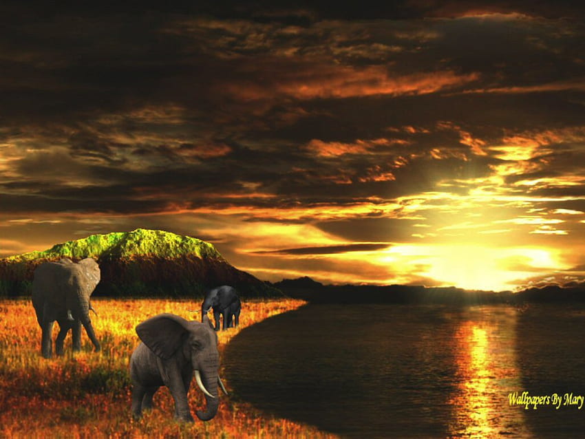 เกรซแอฟริกัน แอฟริกา ช้าง พระอาทิตย์ตก สระน้ำ วอลล์เปเปอร์ HD