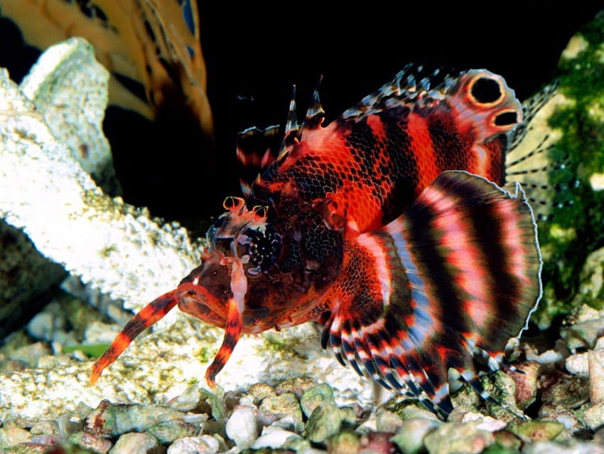 pez mariposa, negro, rojo, debajo, pez, agua fondo de pantalla