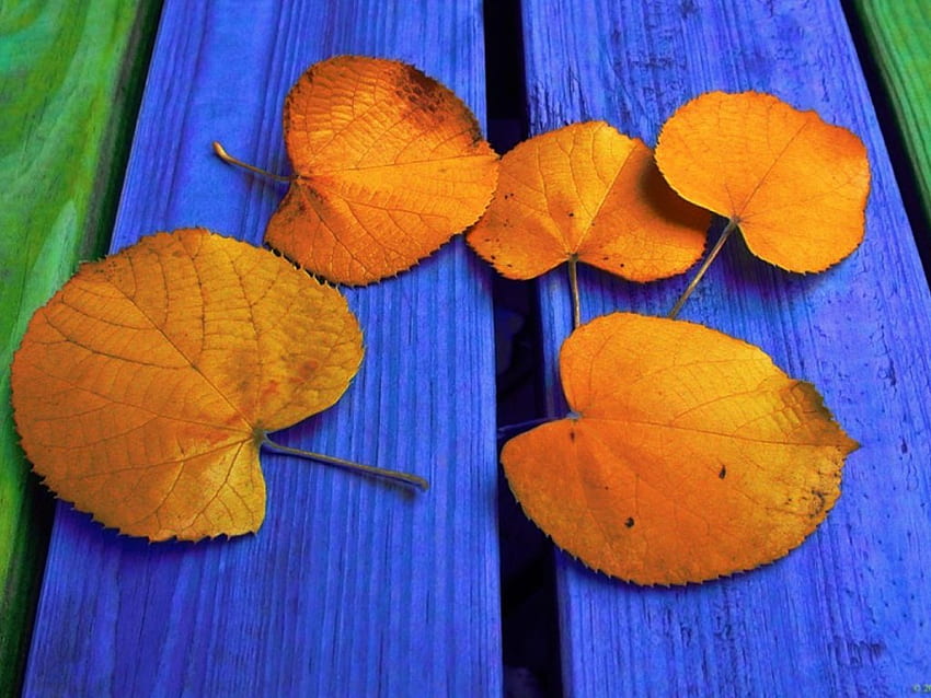 Goldene Blätter, Bretter blau, Blätter, grün HD-Hintergrundbild