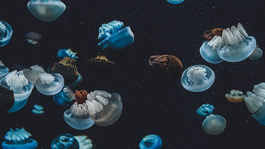 jellyfish, underwater world, aquarium tablet, laptop background HD wallpaper