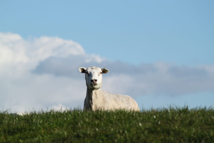 Animals, Meadow, Sheep, Farm, Pasture HD wallpaper