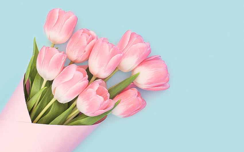 Baby Pink Tulips HD wallpaper