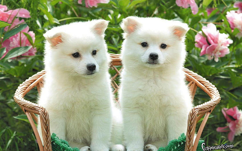 super cute puppies