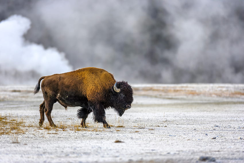 When the Bison Come Back, Will the Ecosystem Follow?, Winter Bison HD wallpaper