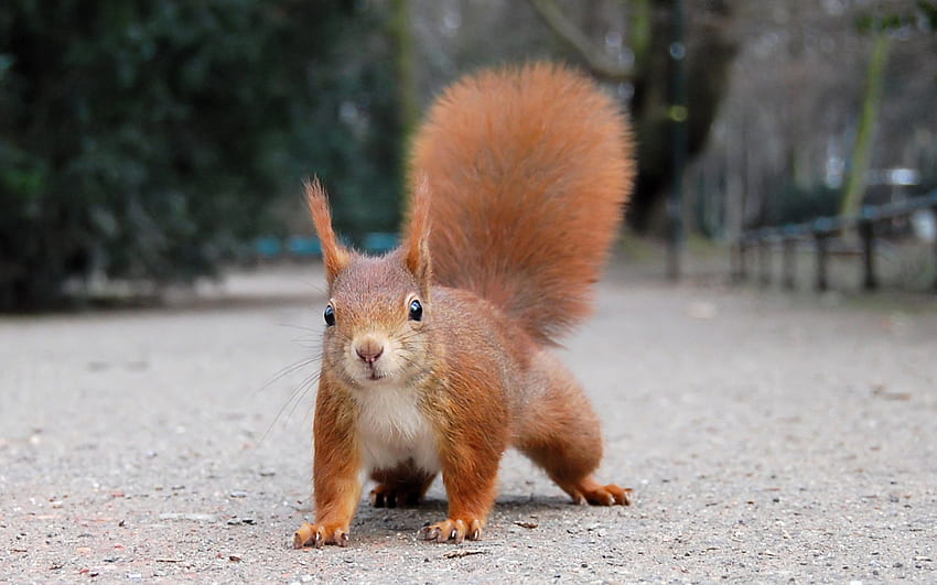 British Red Squirrel HD wallpaper