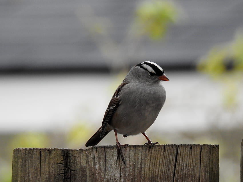 Spring Sparrow, Bird, graphy, Animal, White Crowned Sparrow, Spring HD wallpaper