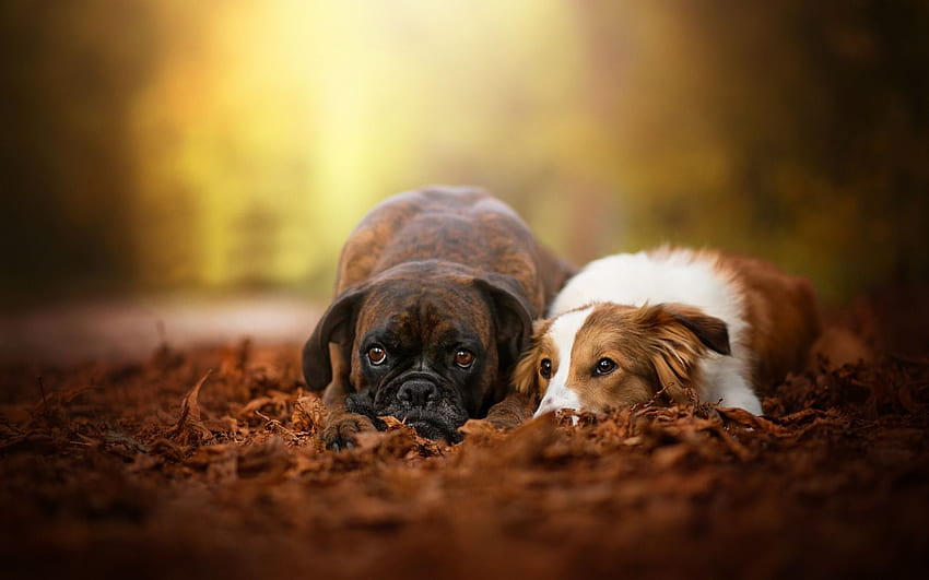 Boxer dog, labrador, cute animals, friendship, Cute Animal Fall HD wallpaper