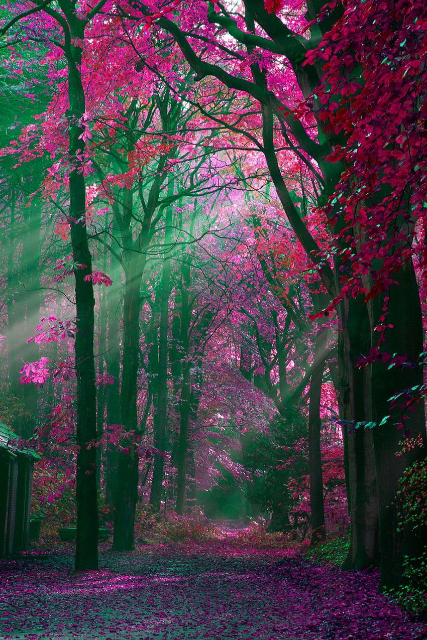 Mobile, Pink Forest Phone HD phone wallpaper