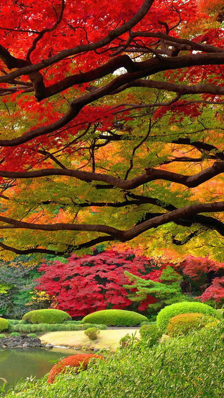 Colourful trees, trees, colours, nature HD phone wallpaper