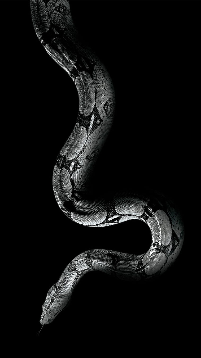 Serpent blanc, serpent noir Fond d'écran de téléphone HD