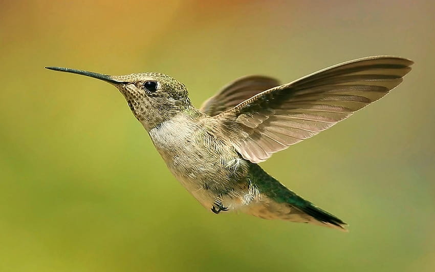 Kolibri, Flug, Federn, Farben, Flügel HD-Hintergrundbild
