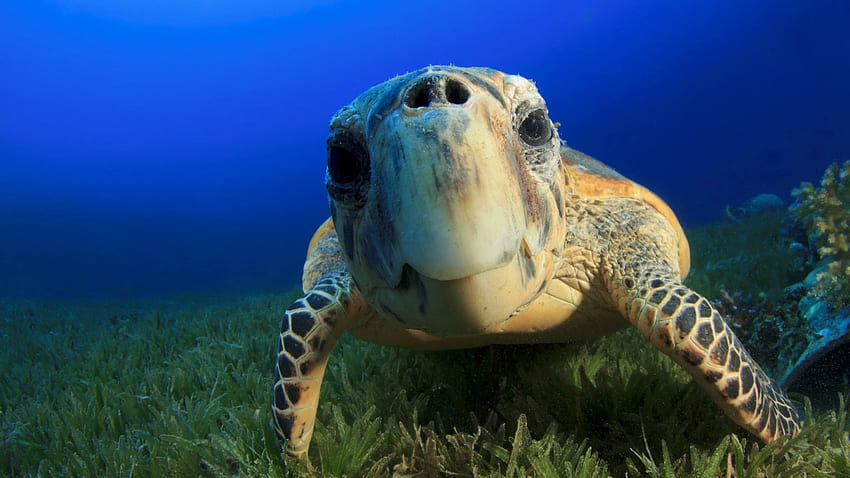 Hawksbill Sea Turtle, Bahamas, Atlantic, Pacific, Indian, Ocean, sealife, underwater, funny, diving, tourism, blue, World's best diving sites, Travel HD wallpaper