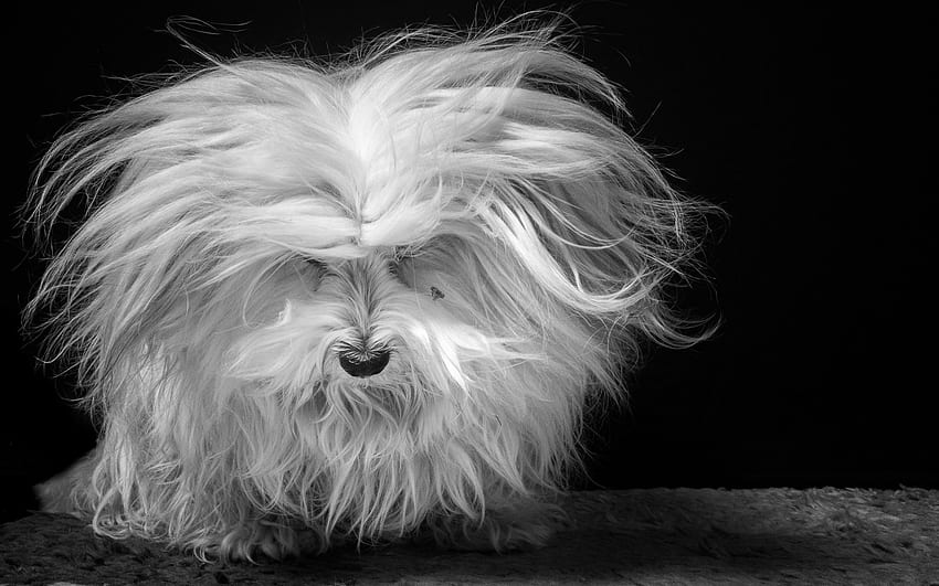 Fluffy puppy, dog, white, black, bw, cute, fluffy, puppy, funny, caine HD wallpaper