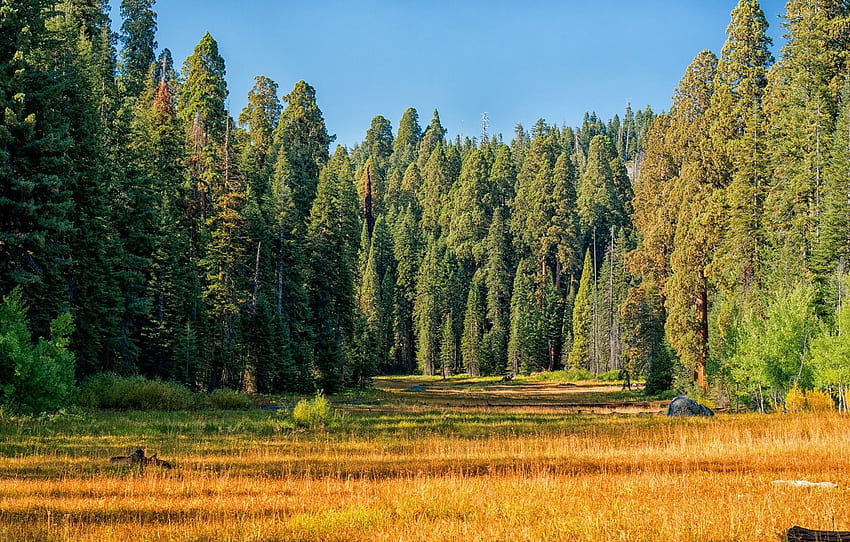 ฤดูใบไม้ร่วง ป่า หญ้า ดวงอาทิตย์ ต้นไม้ สหรัฐอเมริกา สีเหลือง ขอบ อุทยานแห่งชาติ Kings Canyon National Park Sequoia สำหรับ หมวด природа วอลล์เปเปอร์ HD