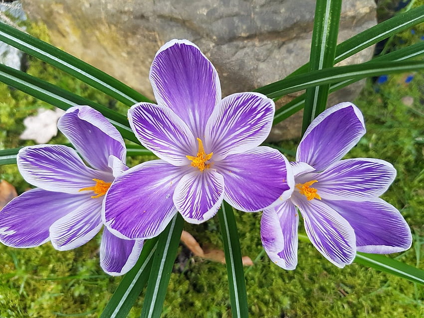 Fiori viola, piante, croco, petali, giardino, primavera Sfondo HD