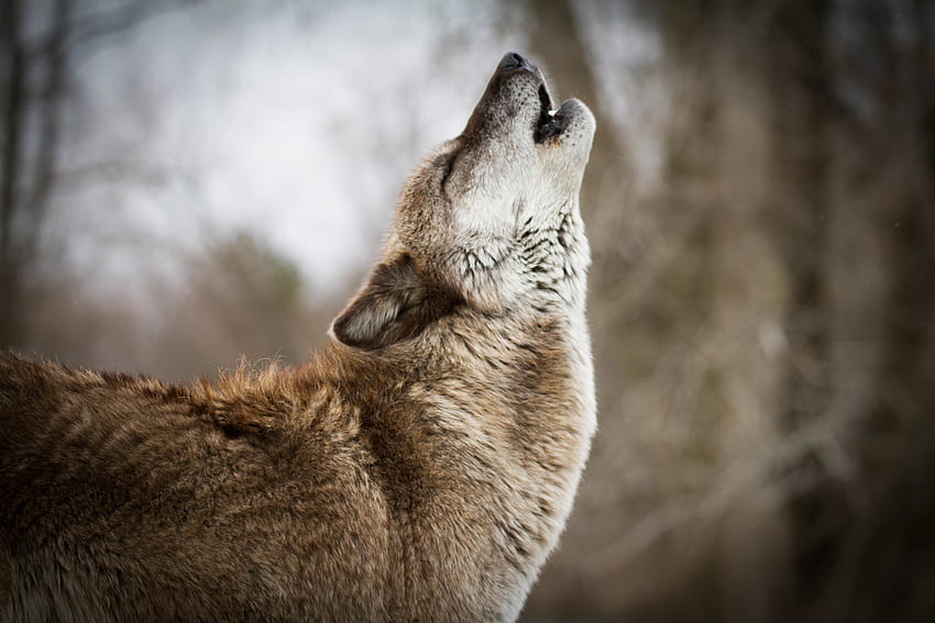 늑대, 동물, 포식자, 야생동물, 하울링 HD 월페이퍼