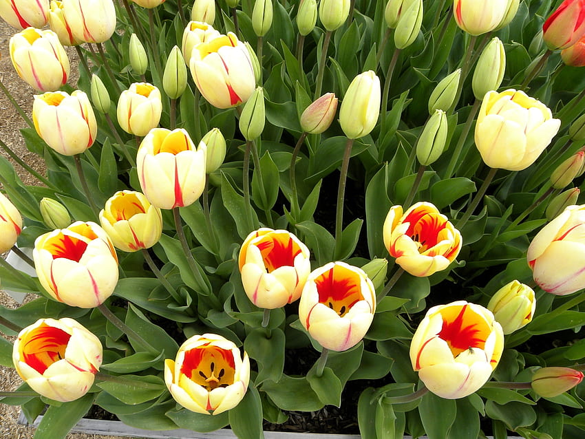 Flowers, Tulips, Greens, Buds, Seedling, Seedlings HD wallpaper