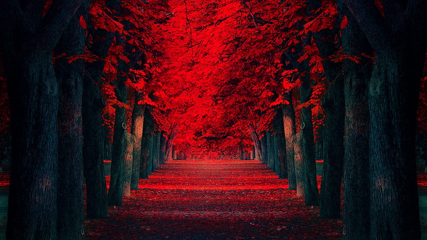 Folhas vermelhas lindas paisagens de outono [] para seu celular e tablet. Explore o Fundo Vermelho Bonito. Cor bonita, vermelho bonito papel de parede HD