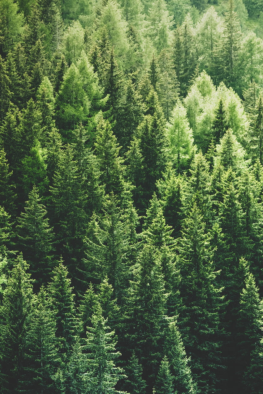 Pine Trees, Forest, Top View, Pine Green HD phone wallpaper