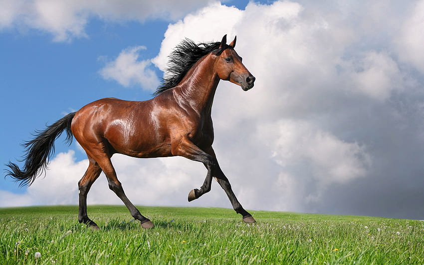 Pferd, Tiere, Natur, Gras, Laufen, Laufen HD-Hintergrundbild