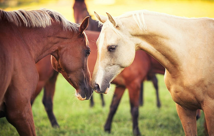 Pferde, Tier, Pferd, Braun, Grün, Kuss, Gras HD-Hintergrundbild
