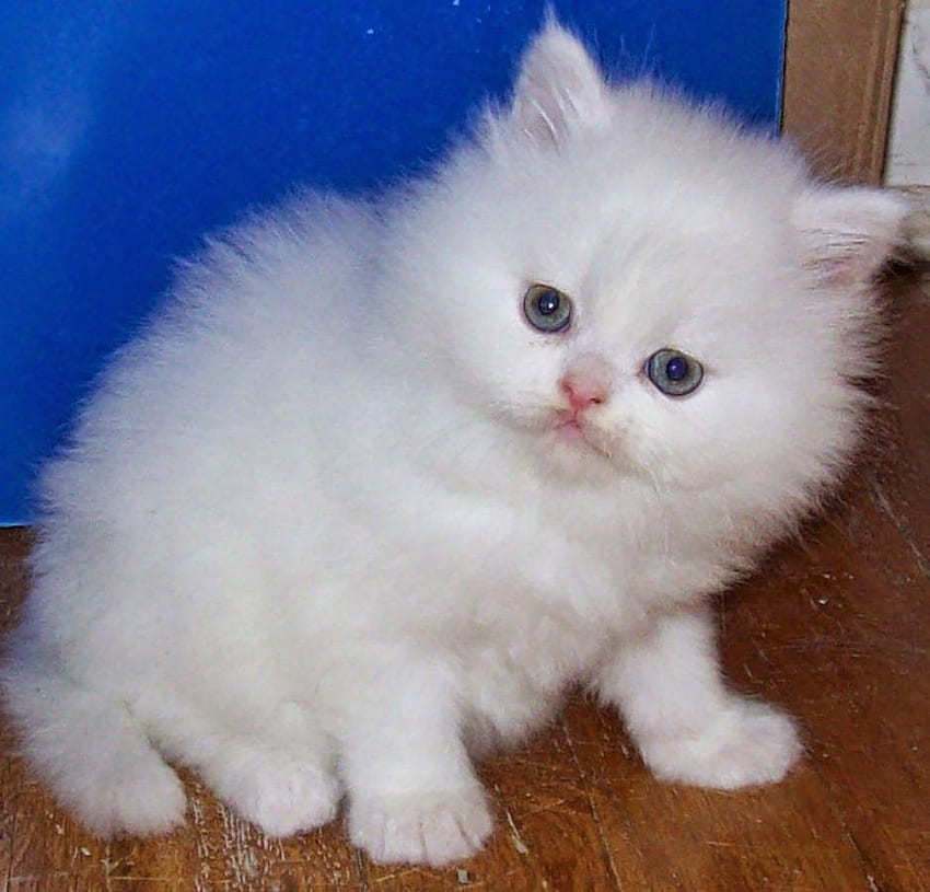 Красиви персийски котки - Персийска котка Най-сладкото коте - -, Бяла персийска котка HD тапет