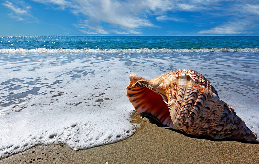 Seashell, sea, shell, sand, beach HD wallpaper