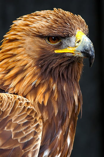 Golden Eagle wallpaper by Taboot_77 - Download on ZEDGE™ | 3499