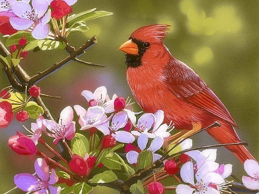 Cardinal with Apple Blossoms, love four seasons, animals, garden, nature, flowers, paintings, spring, cardinal HD wallpaper