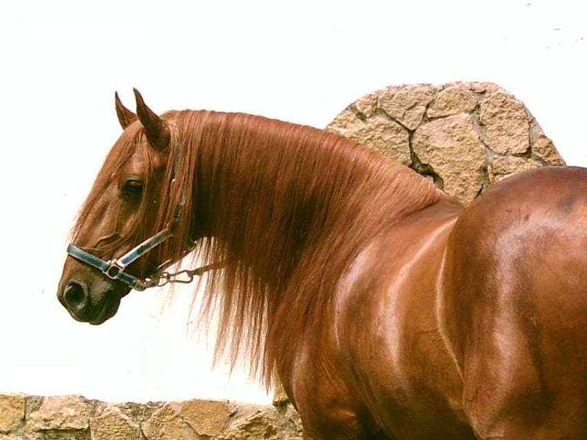 Kuda Inggris ras murni, bahasa Inggris, kuda, kastanye, ras murni, ras murni Wallpaper HD