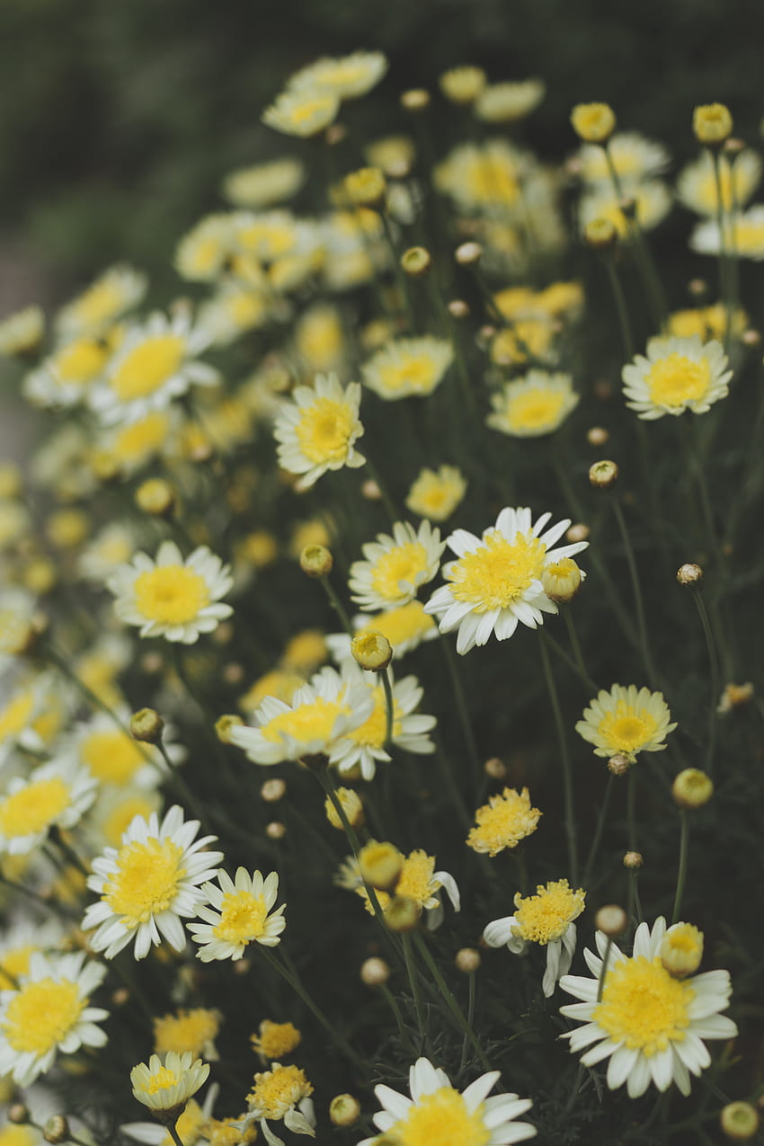 Flowers, Camomile, Blur, Smooth, Field, Chamomile, Daisy, Ordinary Nivyannik HD phone wallpaper