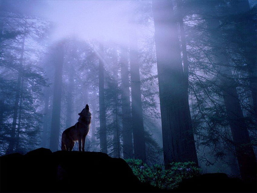 Подгряване за нощния вой, сив вълк, Metal Nature, Gothic Wolf HD тапет