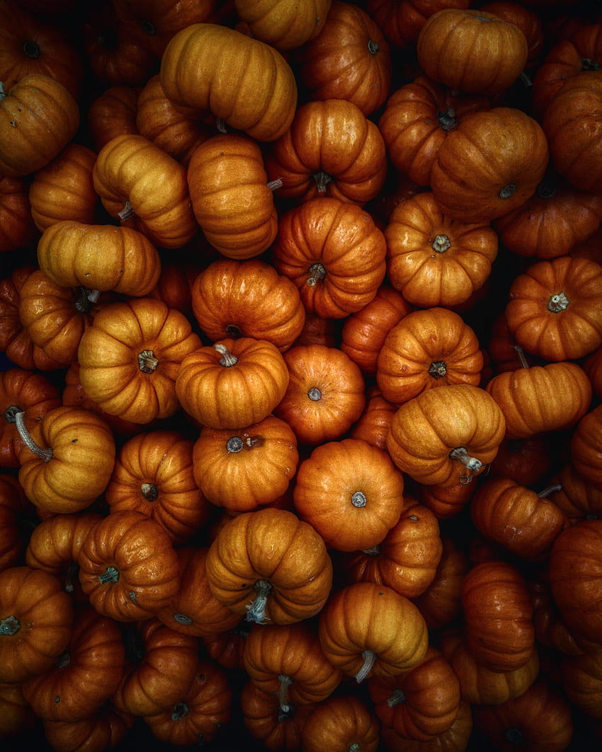 Food, Autumn, Vegetables, Pumpkin, Harvest HD phone wallpaper