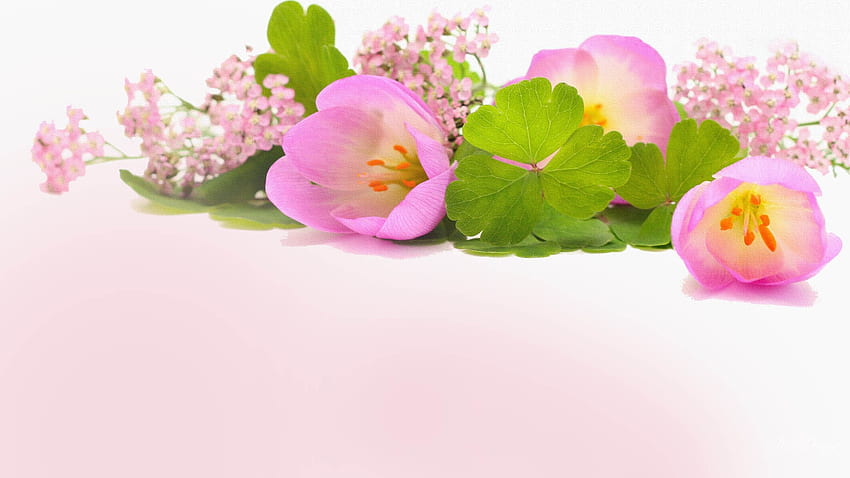 Spring Pinks, firefox persona, floral, lilacs, tulips, spring, pink, flowers, gradient, flora HD wallpaper