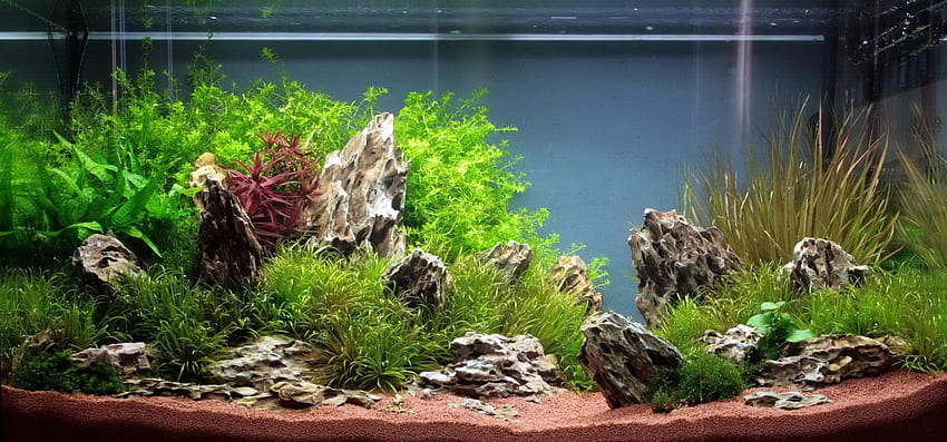 Küche: Planted Aquarium Inspirierende Aquarien Beautiful, Aquascape HD-Hintergrundbild