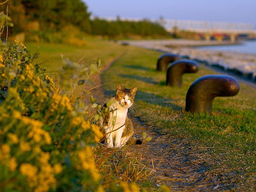 A cat sits on a footpath and - HD wallpaper
