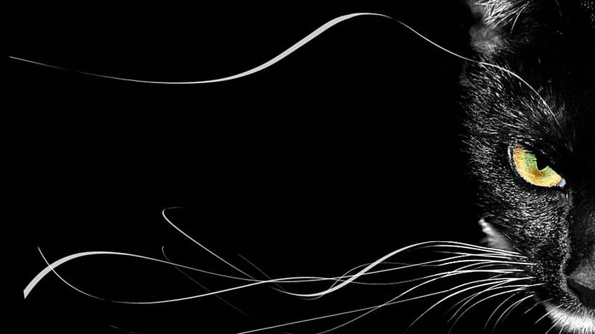 Background For > Black Cat . black cats, Cute Black Cat HD wallpaper