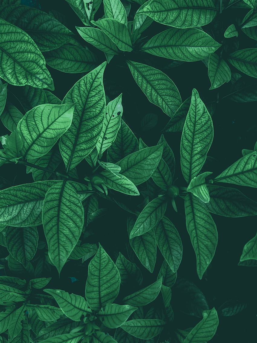 잎 배경 : 배경, 귀여운 미적 잎 HD 전화 배경 화면