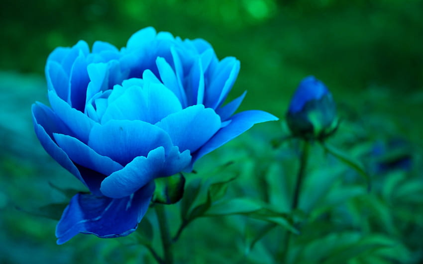 Peonia blu, blu, bocciolo floreale, peonia, fiori Sfondo HD