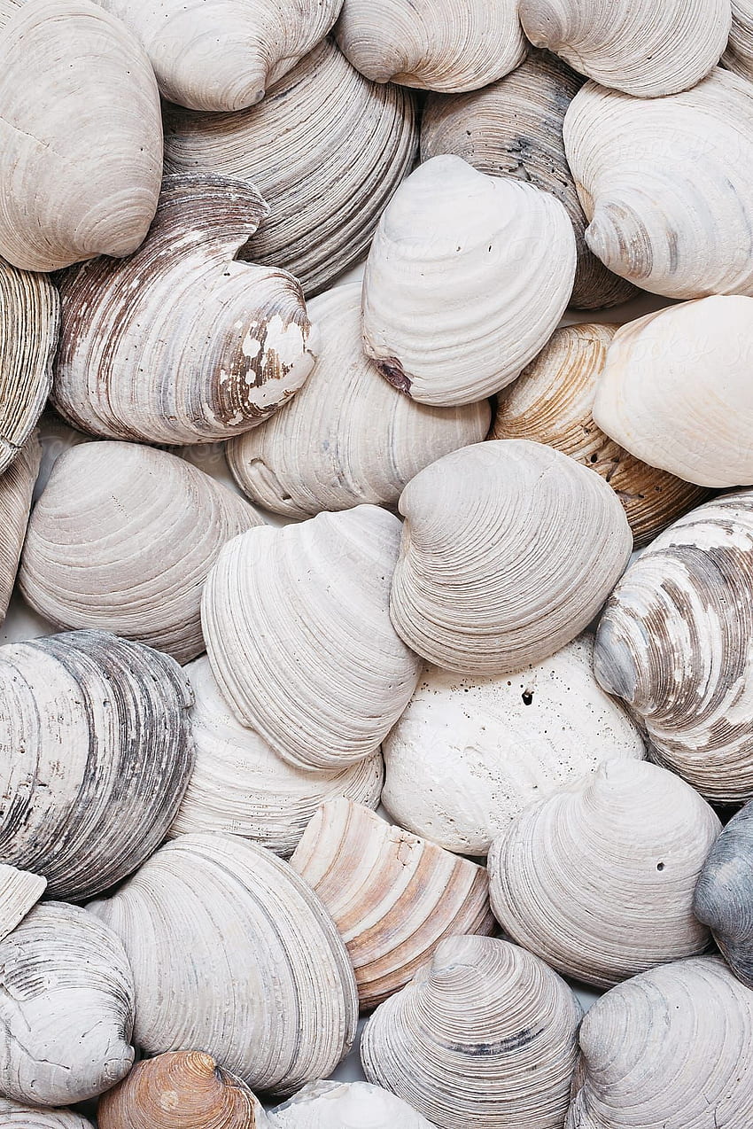 Overhead Of Rustic Clam Shells This High Resolution Stock By Kelly Knox From Stocksy United. In 2020. Sea Shells, Shells, Wall Collage HD phone wallpaper