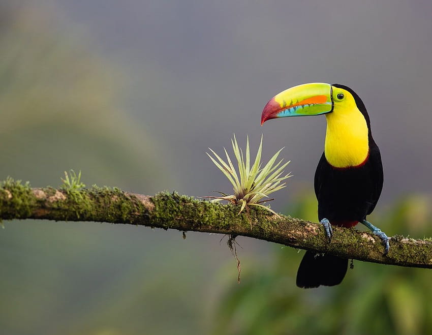black and yellow bird standing on tree branch –, Costa Rica HD wallpaper