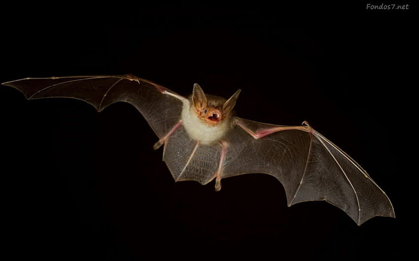 morcego, sua comida é fruta, pássaro, voando à noite, dorme na árvore durante o dia papel de parede HD