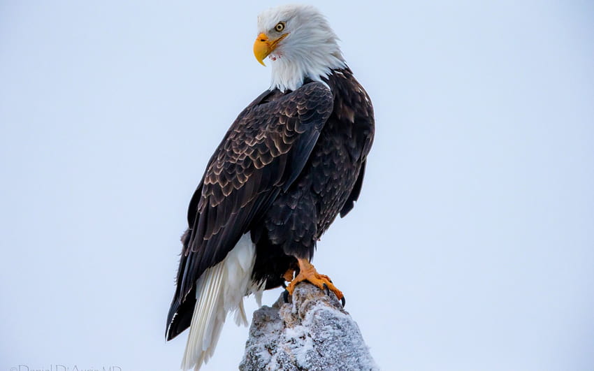 bold eagle, american, eagle, bird, , flying HD wallpaper