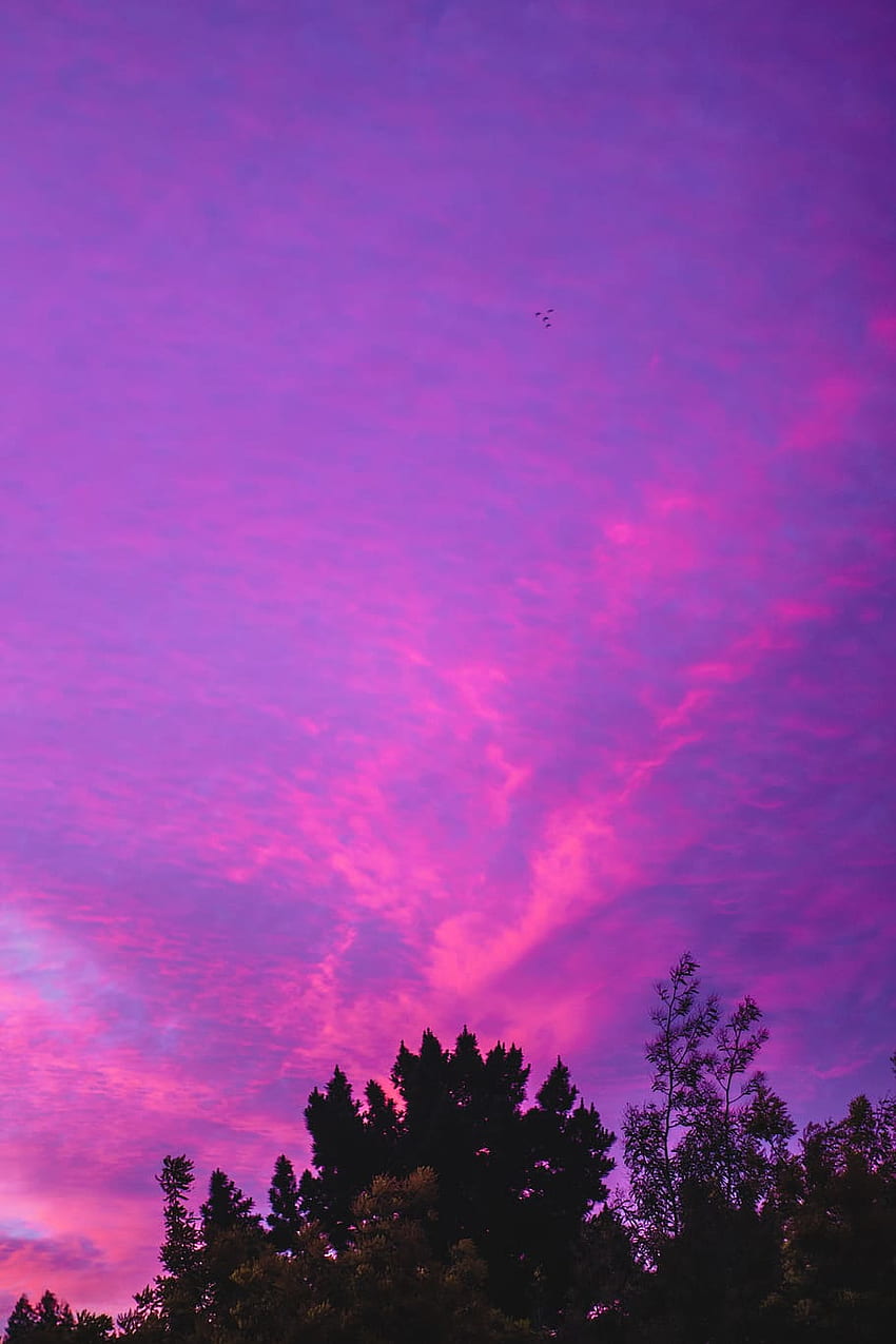 : sky, pink sky, purple sky, clouds, pink clouds, afternoon sky, Aesthetic Pink Sky HD phone wallpaper