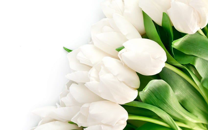 Weiße Tulpen, weiße Tulpen HD-Hintergrundbild