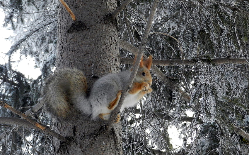 Animals, Squirrel, Wood, Tree, Animal, Frost, Hoarfrost HD wallpaper